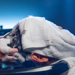 Legendary Hot Steamed Towel