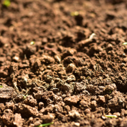 Top Soil