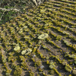 Moss Removal