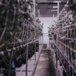 Growing Top-Quality Cannabis