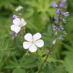GV Cemetery District