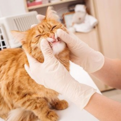 Pet Dental Care