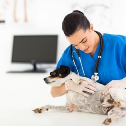 Pet Dermatology