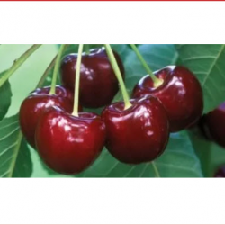  Bing Cherry