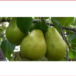 Bartlett Pear