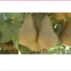 Golden Bosc Pear