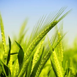 Barley