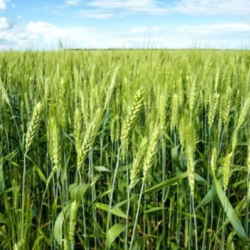 Wheat