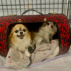 Dog Boarding Facility