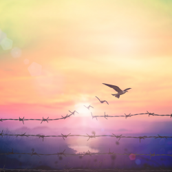 Intensive Outpatient (IOP)