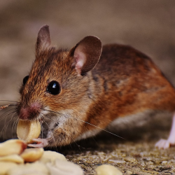 Rodent Control