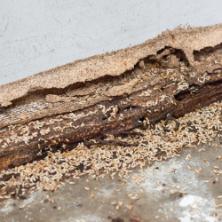 Termite Control