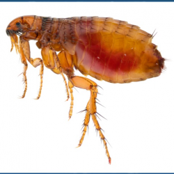FLEA Extermination