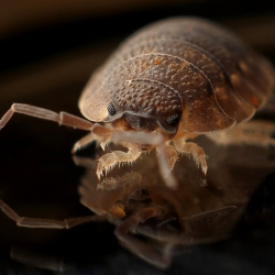 Bed Bug Extermination
