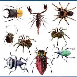 Any and All Insect Control