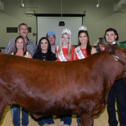 Livestock and Animal Shows