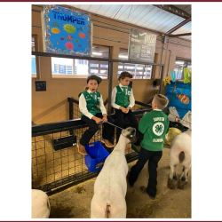 Youth Livestock Programs