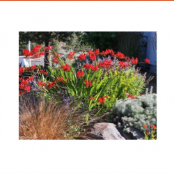 Home Garden and Landscape