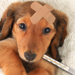 24/7 Emergency Services