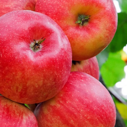 Best Management Practices