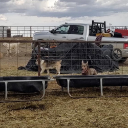 Dog Kennels