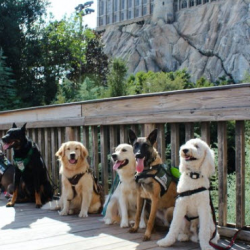  Service Dog Trainers