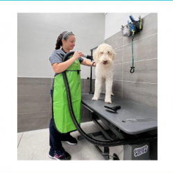 Full Service Grooming