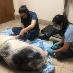 Wellness and Preventative Care