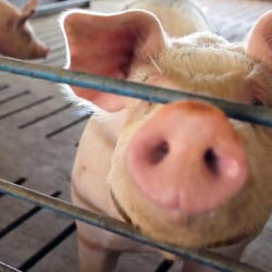 Livestock
