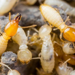 Termite Control