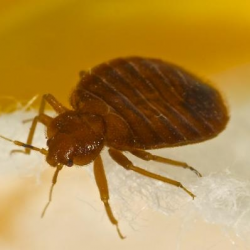 Bed Bug Control