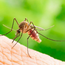 Mosquito Treatment and Prevention