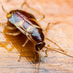 Roach Treatment