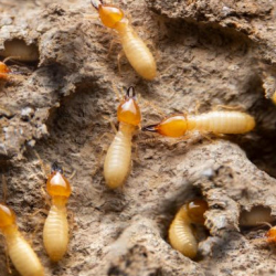 Termite Treatment