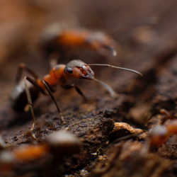 Ant Treatment