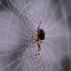 Spider Treatment