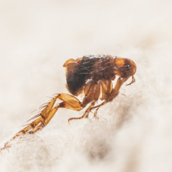 Bed Bug Treatment