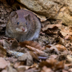 Rodent Treatment