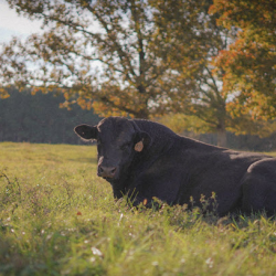 Lily Hill Farm Prints