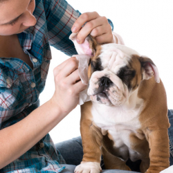 Ear Cleaning (Not Ear Plucking)
