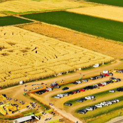 Corn Maze