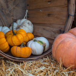 Pumpkin Patch