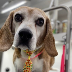 De-Shedding Treatment