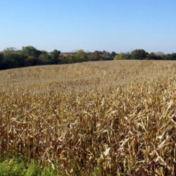 Agribusiness Consulting