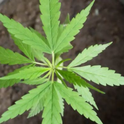 Learning Opportunities