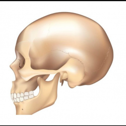 Craniomaxillofacial