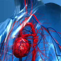 Heart and Vascular