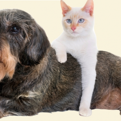 Pet Supplies & Meds