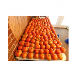 Sustainable Gardening With Black Kow