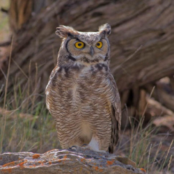 Native Plants and Animals